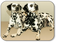 unsere dalmatiner hummel und athene